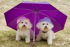 Bella and Rosie under umbrella